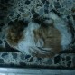 descansando de un duro dia